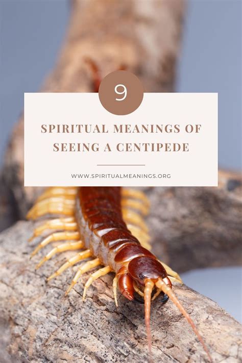 brown centipede spiritual meaning|9 Centipede Spiritual Meanings: Seeing in The House .